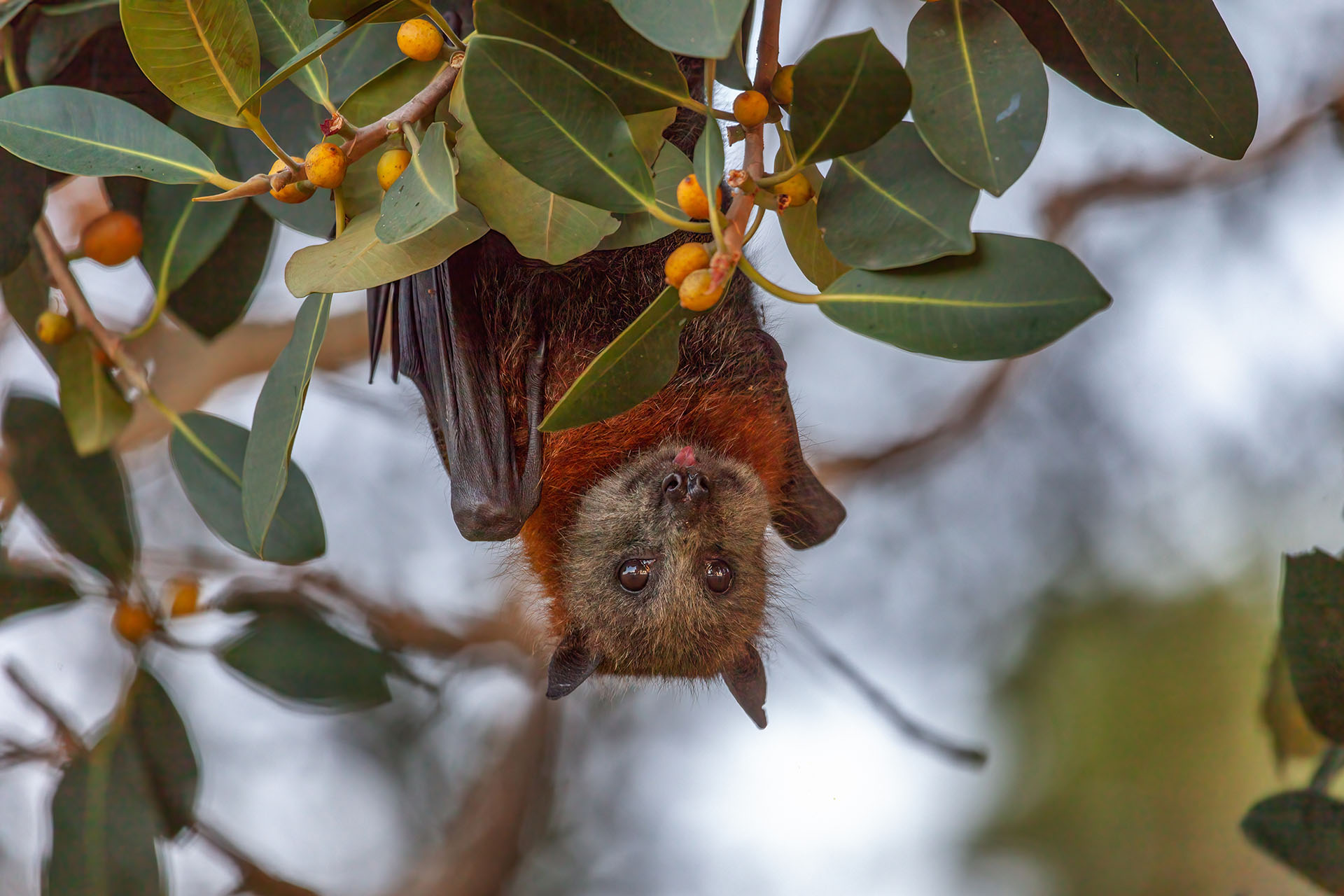 A grey headed flying fox hanging from a tree.