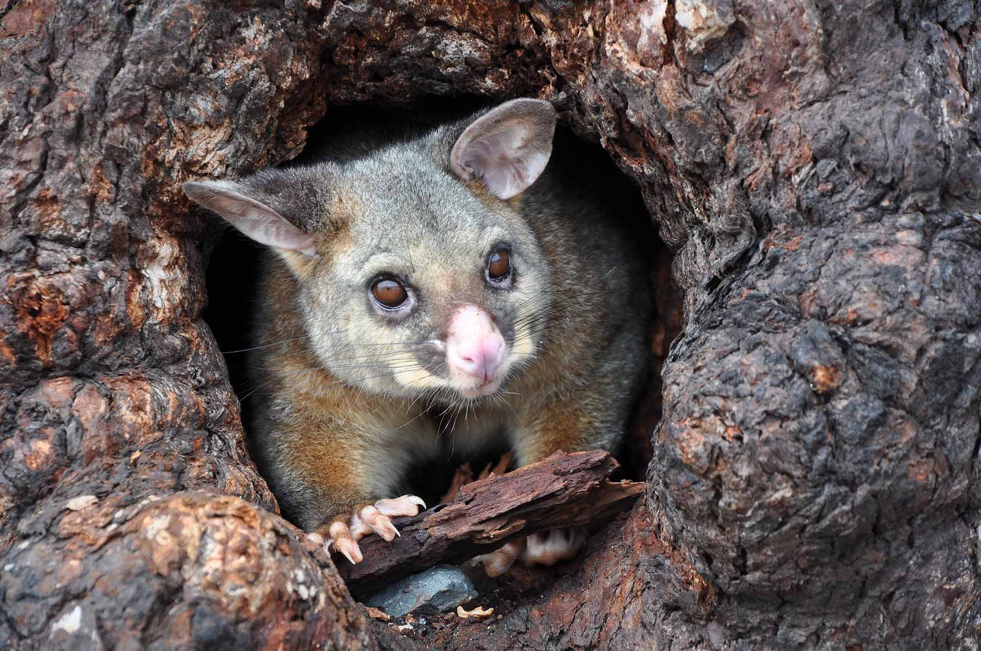 A common brushtail possum in the hollow of a tree.