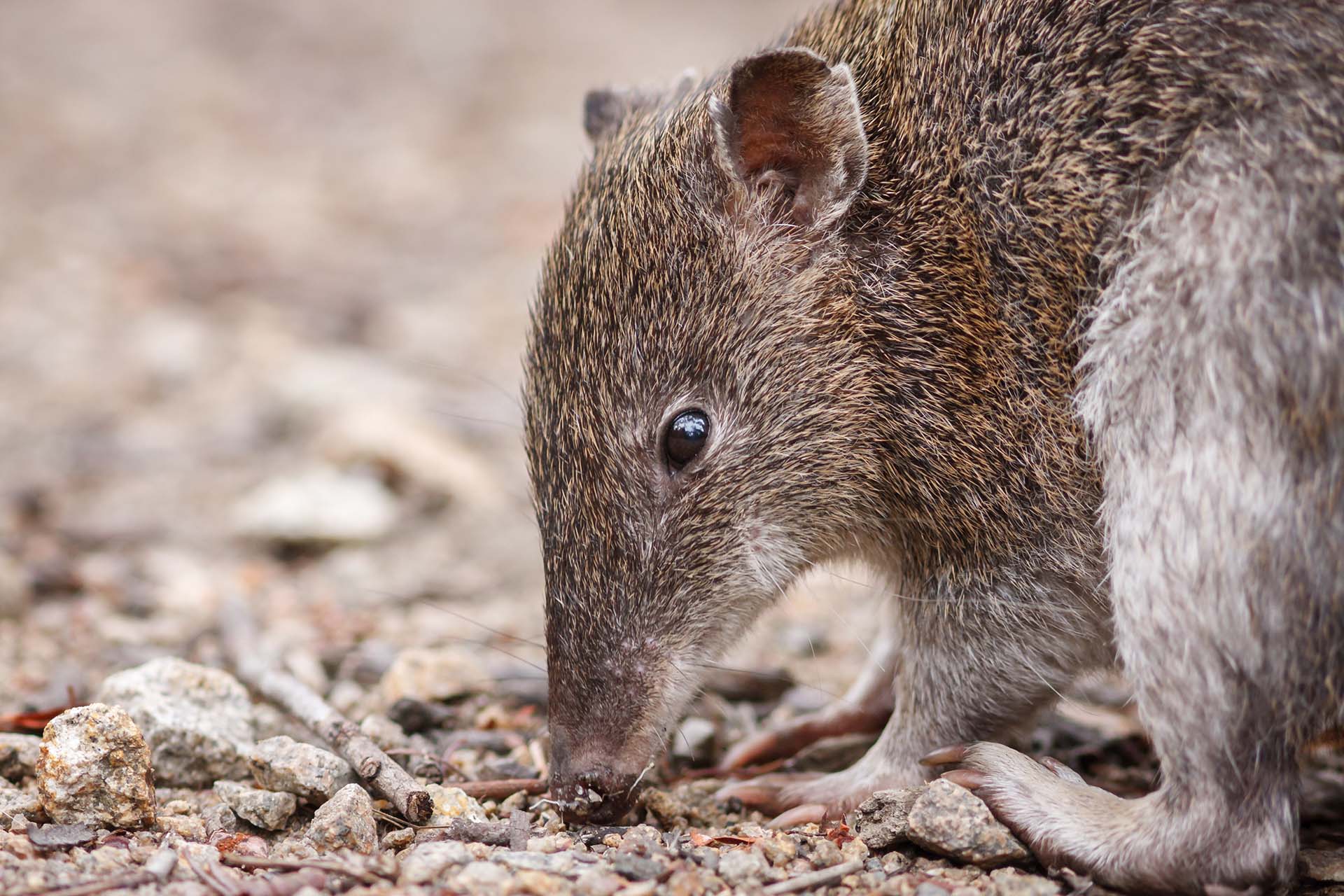 A southern brown bandicoot foraging.