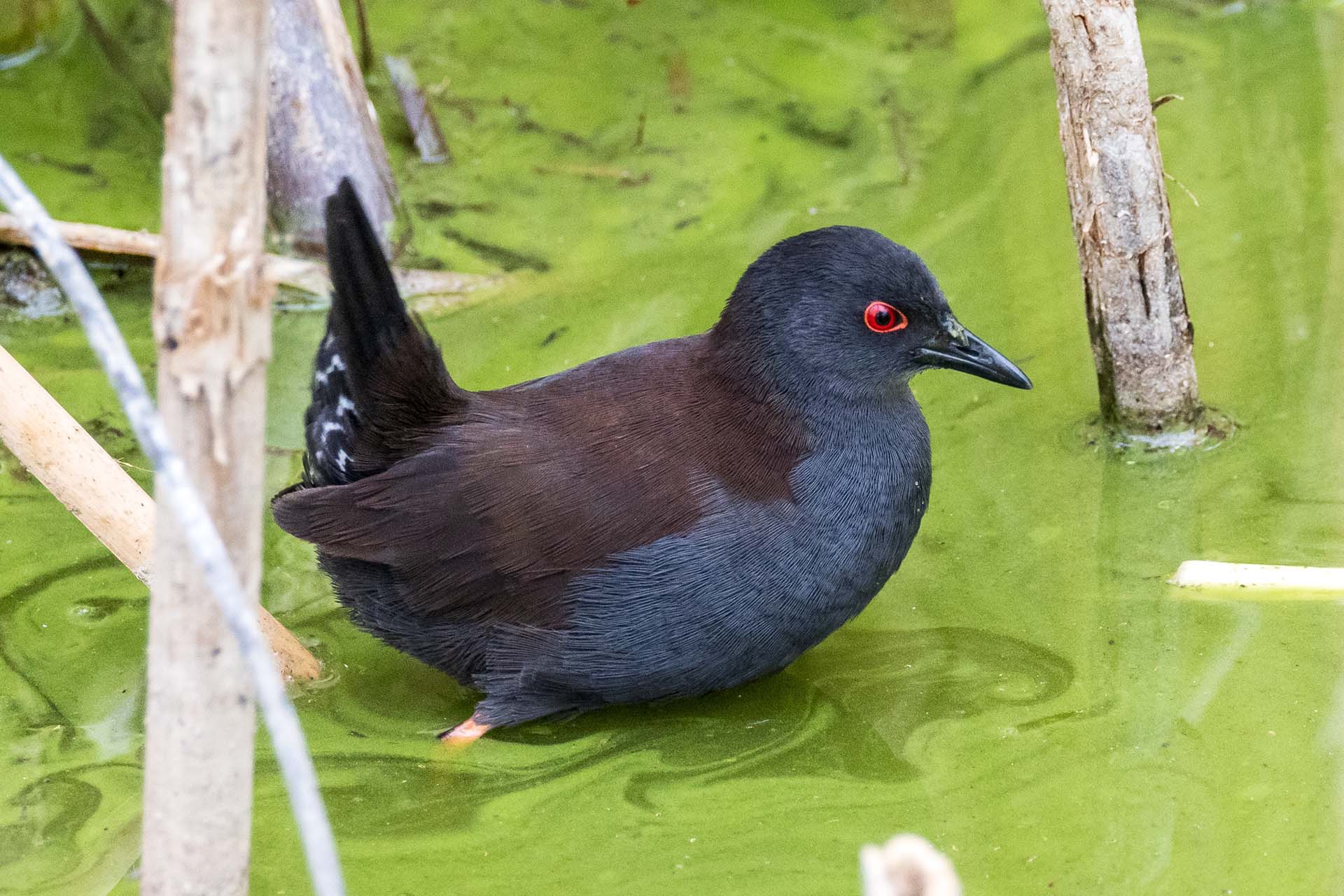 A spotless crake in a water body.